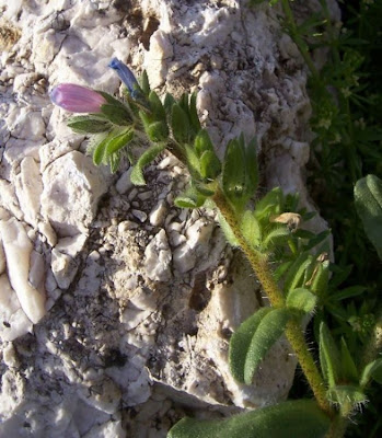 Echium parviflorum,
Small Flowered Bugloss,
Viperina parviflora