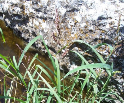 Echinochloa colonum,
arrocillo,
Colona-Hühnerhirse,
Giavone meridionale,
milhã-listrada,
panic des cultivateurs