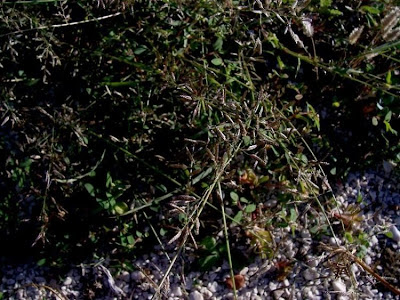 Eragrostis megastachya,
Panicella maggiore