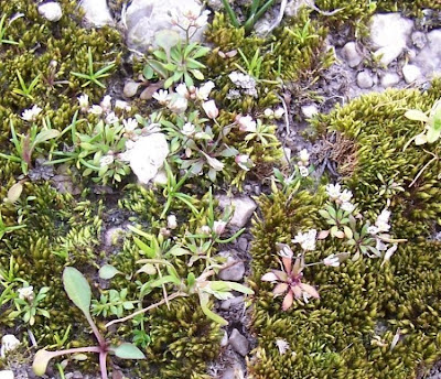 Erophila verna,
Draba primaverile,
drave printanière,
Frühlings-Hungerblümchen,
Whitlow Grass