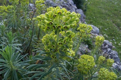 Euphorbia characias,
Albanian spurge,
Euforbia cespugliosa,
Mediterranean Spurge