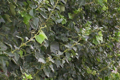 Hedera helix,
Algerian ivy,
Edera,
Efeu,
Engelse hedera,
English ivy,
ivy