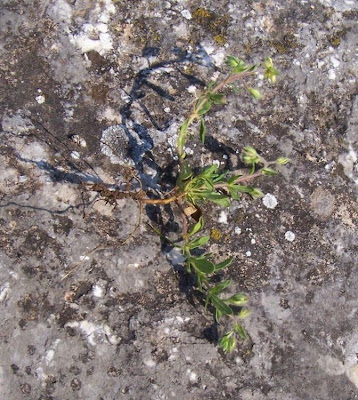 Helianthemum salicifolium,
Eliantemo annuale,
Willow Leaved Rockrose,
willowleaf frostweed