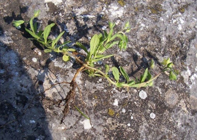 Helianthemum salicifolium,
Eliantemo annuale,
Willow Leaved Rockrose,
willowleaf frostweed
