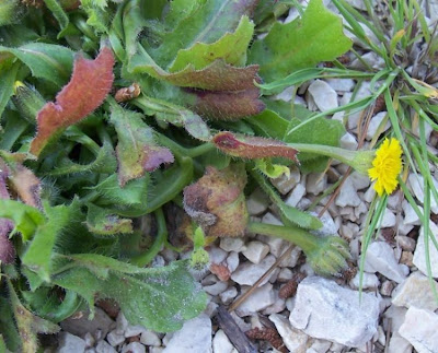 Hedypnois cretica,
Cretanweed,
Radicchio tubuloso,
Scaly Hawkbit