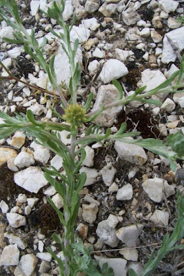 Filago pyramidata,
Bambagia spatolata,
Broad Leaved Cudweed,
broadleaf cottonrose,
cotonnière spatulée,
erva-dos-ninhos,
hierba algodonera