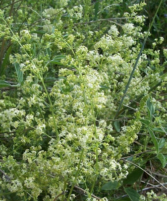 Galium corrudifolium,
Caglio mediterraneo