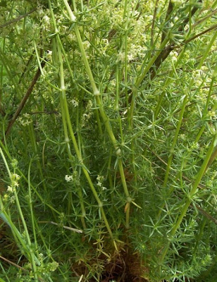 Galium corrudifolium,
Caglio mediterraneo