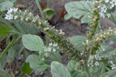 Heliotropium europaeum,
barooga-weed,
caterpillar-weed,
Eliotropio selvatico,
Erba porraia,
erva-das-verrugas,
European heliotrope,
European turnsole,
heliotrope,
heliotropo común,
heliotrópio-europeu,
hemp-agrimony,
héliotrope d' Europe