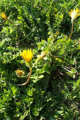 Hyoseris scabra,
Annual Hyoseris,
Radicchio ruvido