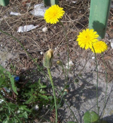 Hypochoeris achyrophorus,
Costolina annuale