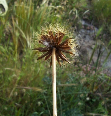Hyoseris radiata,
Perennial Hyoseris,
Radicchio selvatico