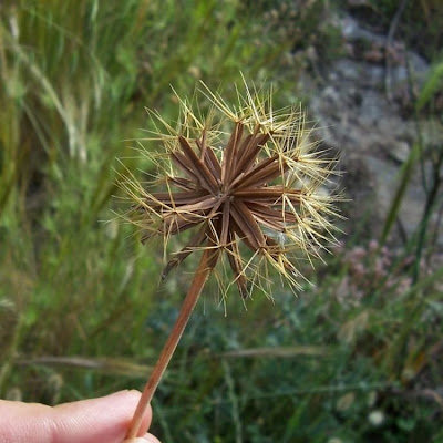 Hyoseris radiata,
Perennial Hyoseris,
Radicchio selvatico