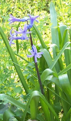 Hyacinthus orientalis,
garden hyacinth,
giacinto,
Giacinto comune,
hyacinth,
Hyazinthe,
jacinthe,
jacinto,
Roman Hyacinth