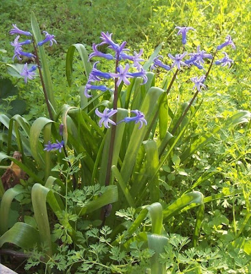 Hyacinthus orientalis,
garden hyacinth,
giacinto,
Giacinto comune,
hyacinth,
Hyazinthe,
jacinthe,
jacinto,
Roman Hyacinth