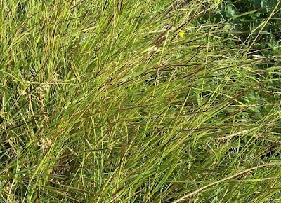 Heteropogon contortus,
black spear grass,
bunch spear grass,
hierba torcida,
spear grass,
Speergras,
tangelhead,
tangle grass,
tanglehead,
Trebbia contorta