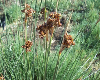 Juncus acutus,
Giunco pungente,
Leopold's rush,
Sharp Rush,
spiny rush,
spiny-rush