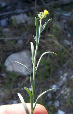 Linaria simplex,
Einfaches Leinkraut,
linaire simple,
Linajola piccola,
linaria simple