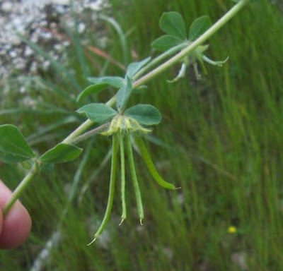 Lotus ornithopodioides,
Ginestrino piè d'uccello,
Southern Bird's Foot Trefoil