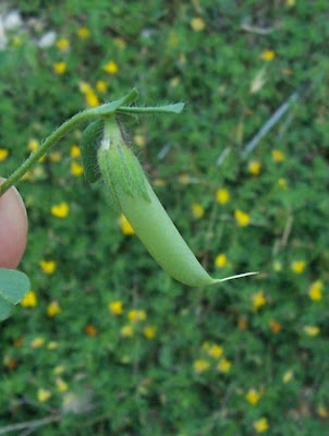 Lotus edulis,
Edible Bird's Foot Trefoil,
Ginestrino commestibile