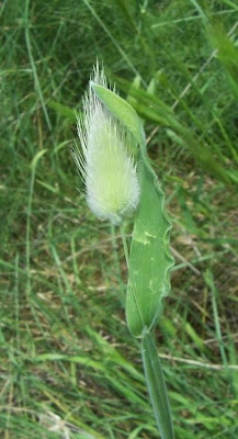 Lagurus ovatus,
capim-de-jardim,
hare's-tail,
hare's-tail grass,
harestail grass,
Piumino,
rabo-de-lebre