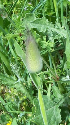 Lagurus ovatus,
capim-de-jardim,
hare's-tail,
hare's-tail grass,
harestail grass,
Piumino,
rabo-de-lebre