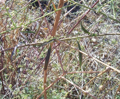 Lepidium graminifolium,
grassleaf pepperweed,
Lepidio graminifoglio,
Tall Pepperwort