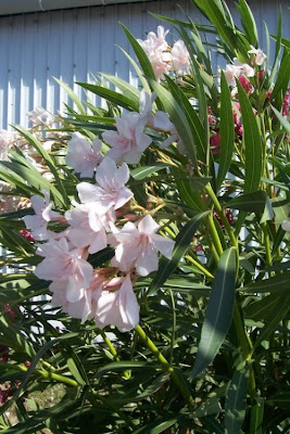 Nerium oleander,
adelfa,
balandre,
espirradeira,
kyochiku-to,
laurel rosa,
laurier rose,
oleander,
oleandre,
oleandro,
pascua,
rose bay,
rose-laurel,
Rosebay,
selonsroos