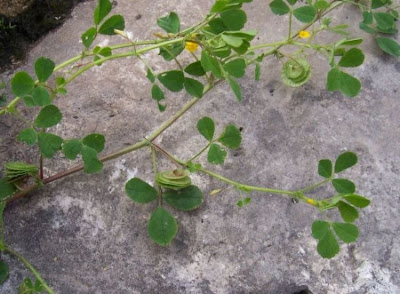 Medicago orbicularis,
blackdisk medick,
Button burclover,
Button Medick,
button-clover,
Erba medica orbicolare,
large-disc medic,
luzerna-orbicular,
luzerne orbiculaire,
miegla de caracolillo,
mielga de caracolillo,
Scheibenklee