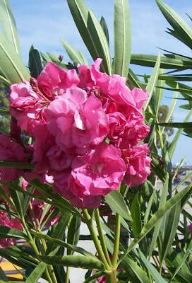 Nerium oleander,
adelfa,
balandre,
espirradeira,
kyochiku-to,
laurel rosa,
laurier rose,
oleander,
oleandre,
oleandro,
pascua,
rose bay,
rose-laurel,
Rosebay,
selonsroos