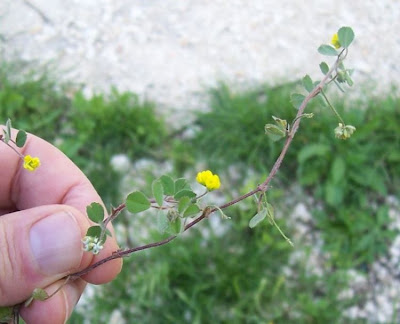 Medicago coronata,
Erba medica coronata