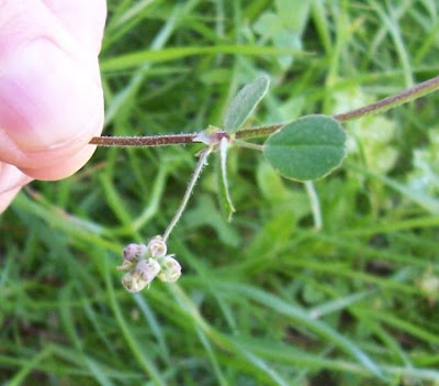 Medicago coronata,
Erba medica coronata