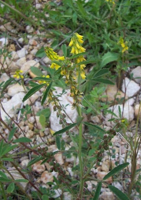 Melilotus sulcata,
anafe-sulcado,
Gefurchter Steinklee,
Meliloto solcato,
mélilot sillonné