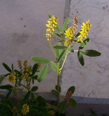 Melilotus indica,
anafe-menor,
Kleinblütiger Steinklee,
Meliloto d'India,
mélilot à petites fleurs,
sourclover,
trébol de olor
