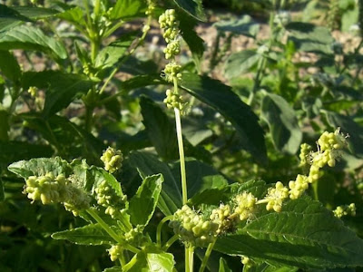 Mercurialis annua,
annual mercury,
Einjähriges Bingelkraut,
French Mercury,
herb mercury,
Mercorella comune,
mercuriale annuelle,
ortiga muerta,
urtiga-morta