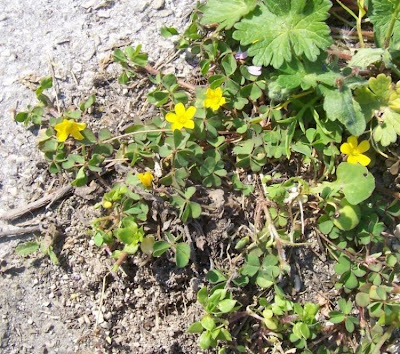 Oxalis corniculata,
'ihi,
acederilla,
Acetosella dei campi,
azedinha,
creeping lady's-sorrel,
creeping oxalis,
creeping wood-sorrel,
creeping woods,
creeping woodsorrel,
erva-azeda-de-folha-pequena,
Horn-Sauerklee,
oxalis