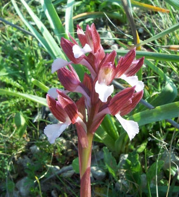 Orchis papilionacea,
Orchide a farfalla,
Pink Butterfly Orchid