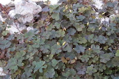 Oxalis corniculata,
'ihi,
acederilla,
Acetosella dei campi,
azedinha,
creeping lady's-sorrel,
creeping oxalis,
creeping wood-sorrel,
creeping woods,
creeping woodsorrel,
erva-azeda-de-folha-pequena,
Horn-Sauerklee,
oxalis