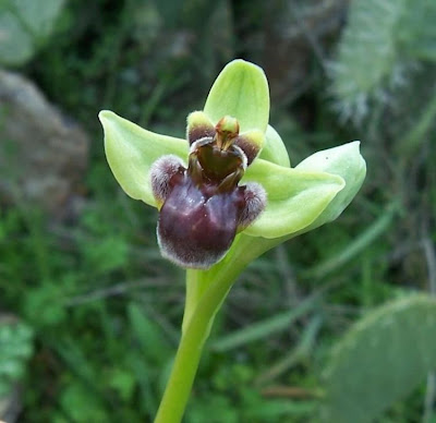 Ophrys bombyliflora,
Bumble Bee Orchid,
Ofride fior di Bombo