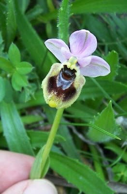 Ophrys tenthredinifera,
Ofride fior di Vespa,
Sawfly Orchid
