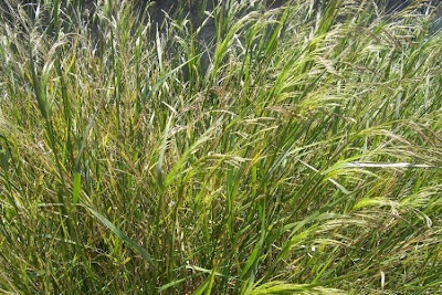 Oryzopsis miliacea,
Miglio multifloro,
Smilo Grass