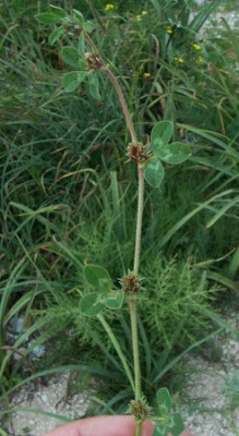 Trifolium scabrum,
rough clover,
Trifoglio scabro