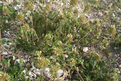 Trifolium stellatum,
star clover,
starry clover,
Stern-Klee,
trevo-estrelado,
Trifoglio stellato,
trèfle étoilé,
trébol estrellado