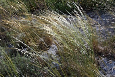 Stipa austroitalica,
Lino delle fate piumoso,
Pennacchini,
Piumette,
Piumini