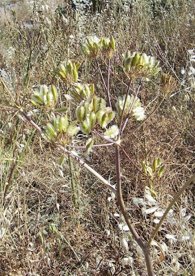 Thapsia garganica,
Firrastrina comune,
Smooth Thapsia,
Thapsia