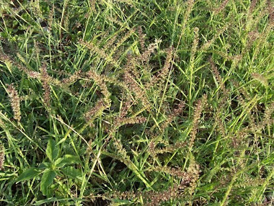 Tragus racemosus,
carretes,
European Bur Grass,
Klettengras,
Lappola,
large carrot-seed grass,
spike bur grass,
stalked bur grass,
stalked burr grass,
tragus à grappes