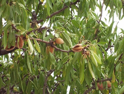 Prunus dulcis,
almendro,
almond,
amandier,
amandier commun,
amendo,
amendoeira,
amêndoa-amarga,
amêndoa-doce,
bian tao,
bitter almond,
Bittermandelbaum,
Common Almond,
Mandel,
Mandelbaum,
Mandorlo,
sweet almond