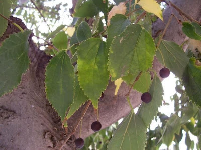 Celtis australis,
Bagolaro comune,
European hackberry,
European nettletree,
honey-berry,
lotetree,
Mediterranean hackberry,
netelboom,
nettletree,
Southern Nettle Tree