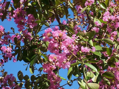 Lagerstroemia indica,
crape myrtle,
crapemyrtle,
crepe myrtle,
crepeflower,
escumilha,
Lagerstremia