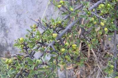 Rhamnus saxatilis,
Licio italiano,
Prunello,
Ranno spinello,
rock buckthorn